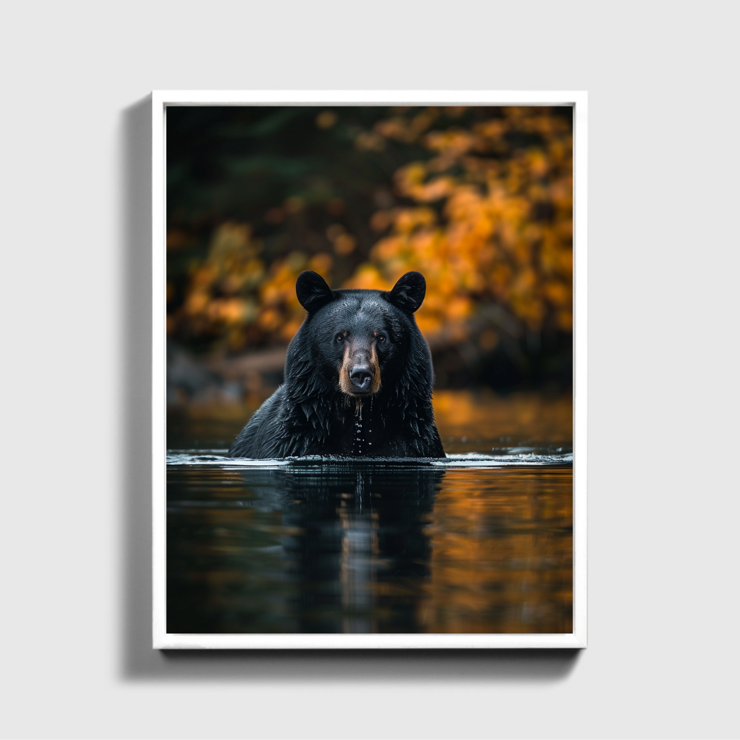 Black Bear Fishing Canadian River