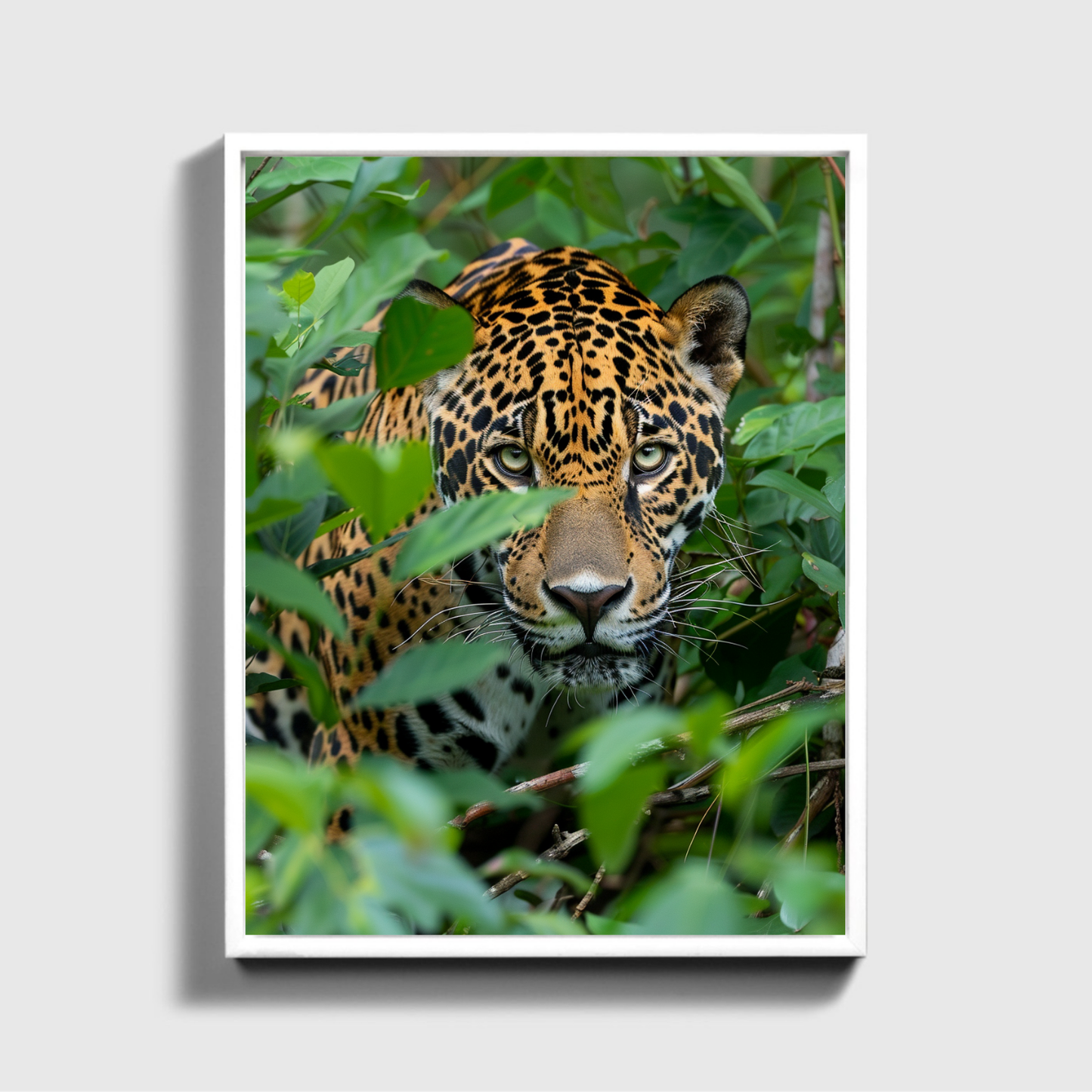 Jaguar in the Jungle