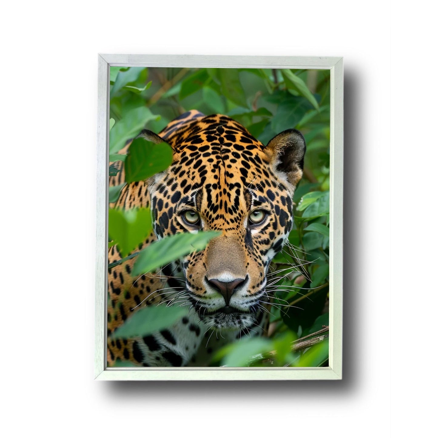 Jaguar in the Jungle