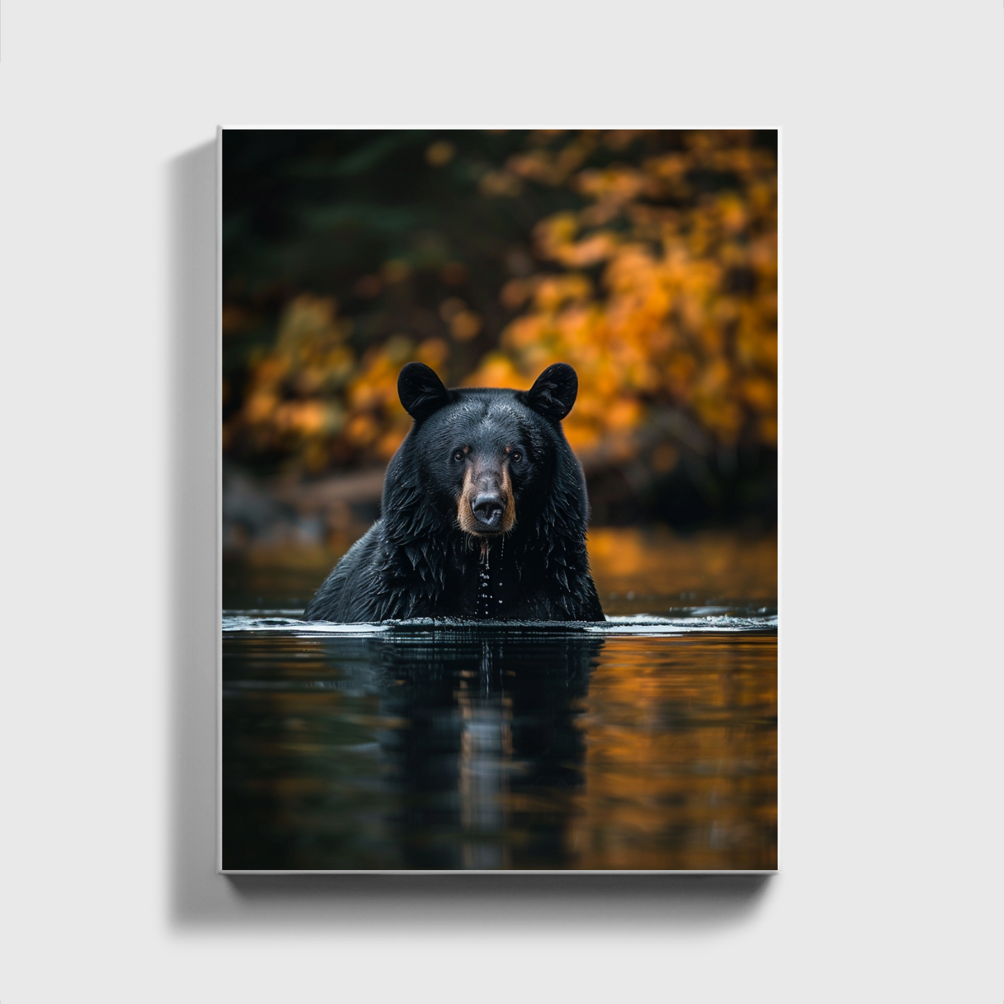 Black Bear Fishing Canadian River