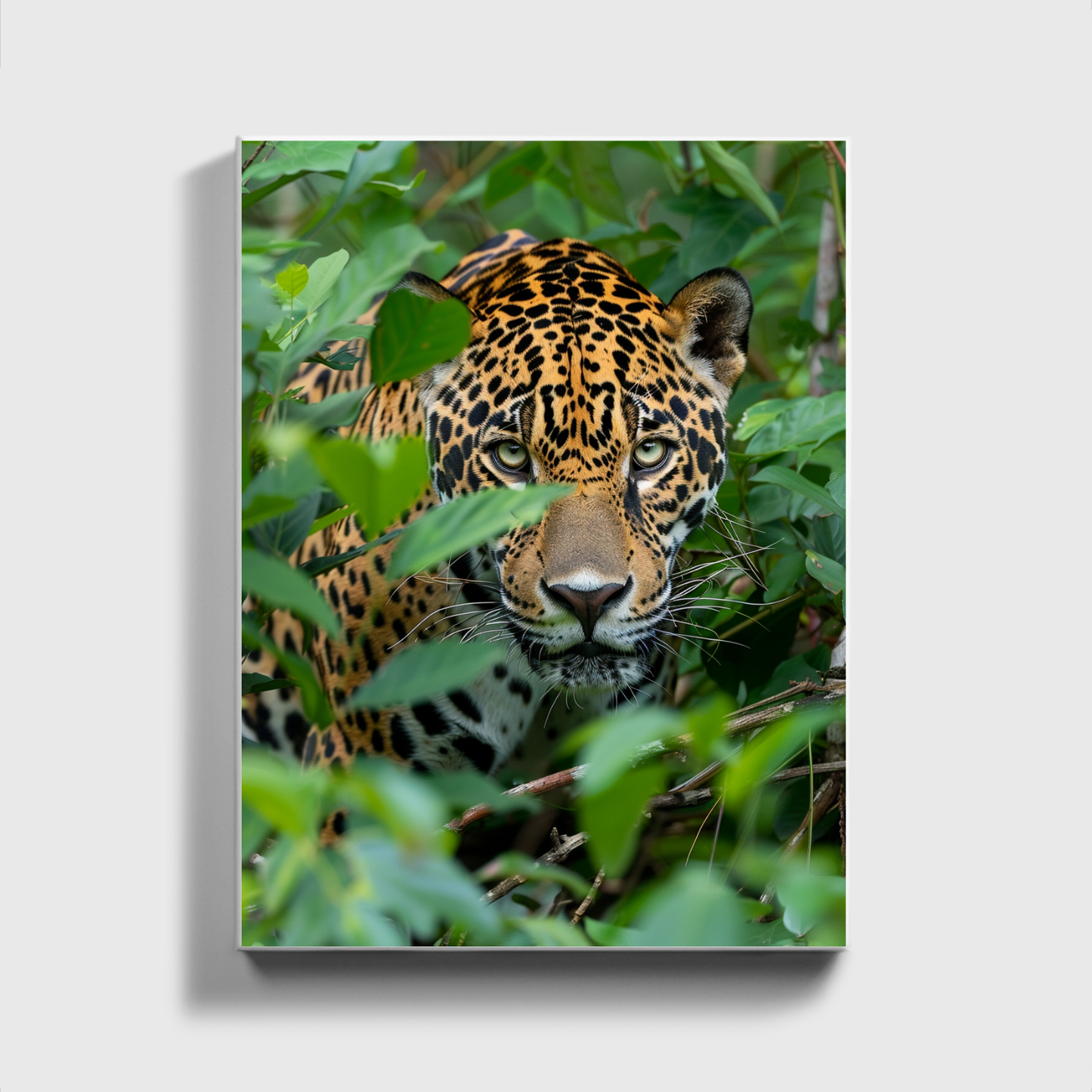 Jaguar in the Jungle
