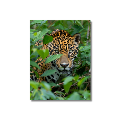 Jaguar in the Jungle