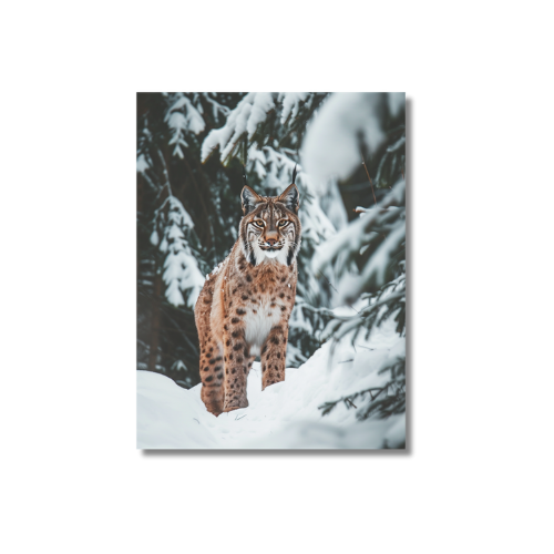 Lynx in The Snow