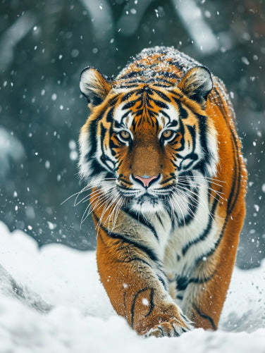 Siberian Tiger Snow Forest