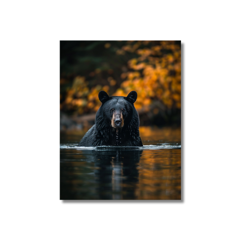 Black Bear Fishing Canadian River