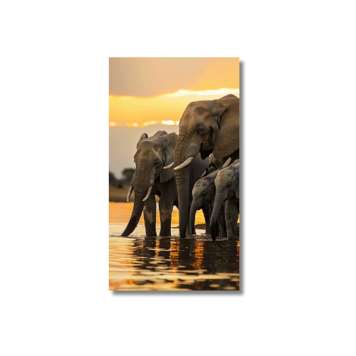 African Elephant Family