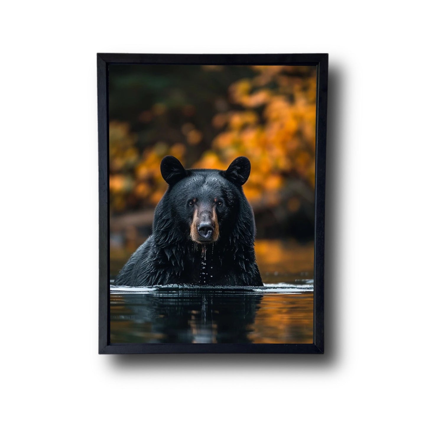 Black Bear Fishing Canadian River