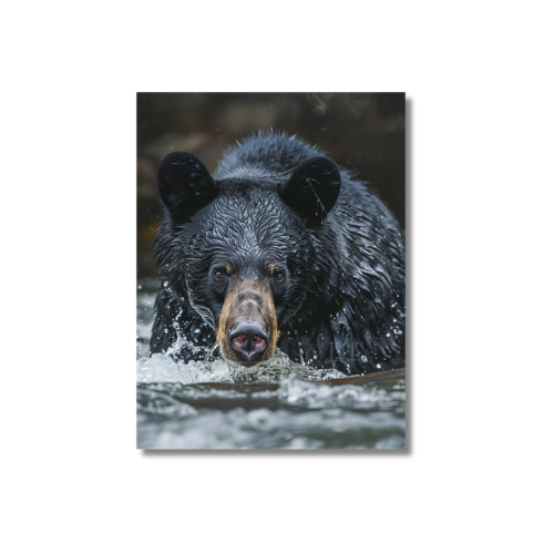 Black Bear Fishing Canadian River 3.0