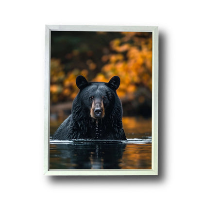 Black Bear Fishing Canadian River