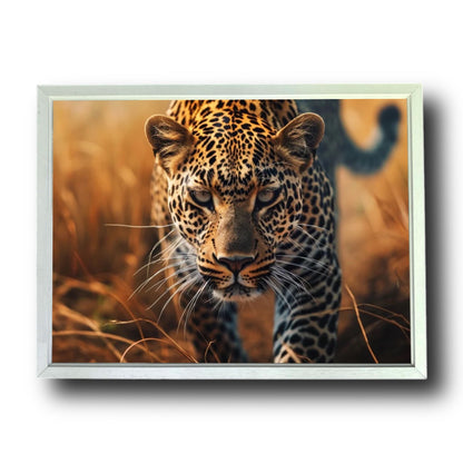 Leopard Prowling In Savannah