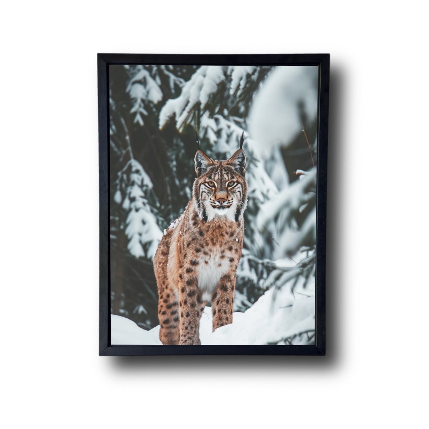 Lynx in The Snow