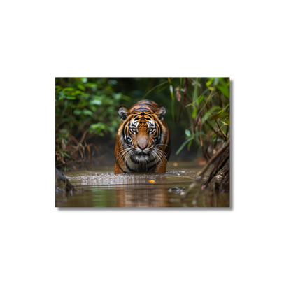 Sumatran Tiger Steakthily Approachin Waterhole